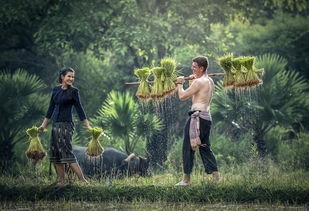 克特鲁克捷普，越南的独特文化现象